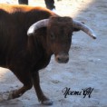 Carnaval del Toro:  Ciudad Rodrigo 18 y 19/02/12